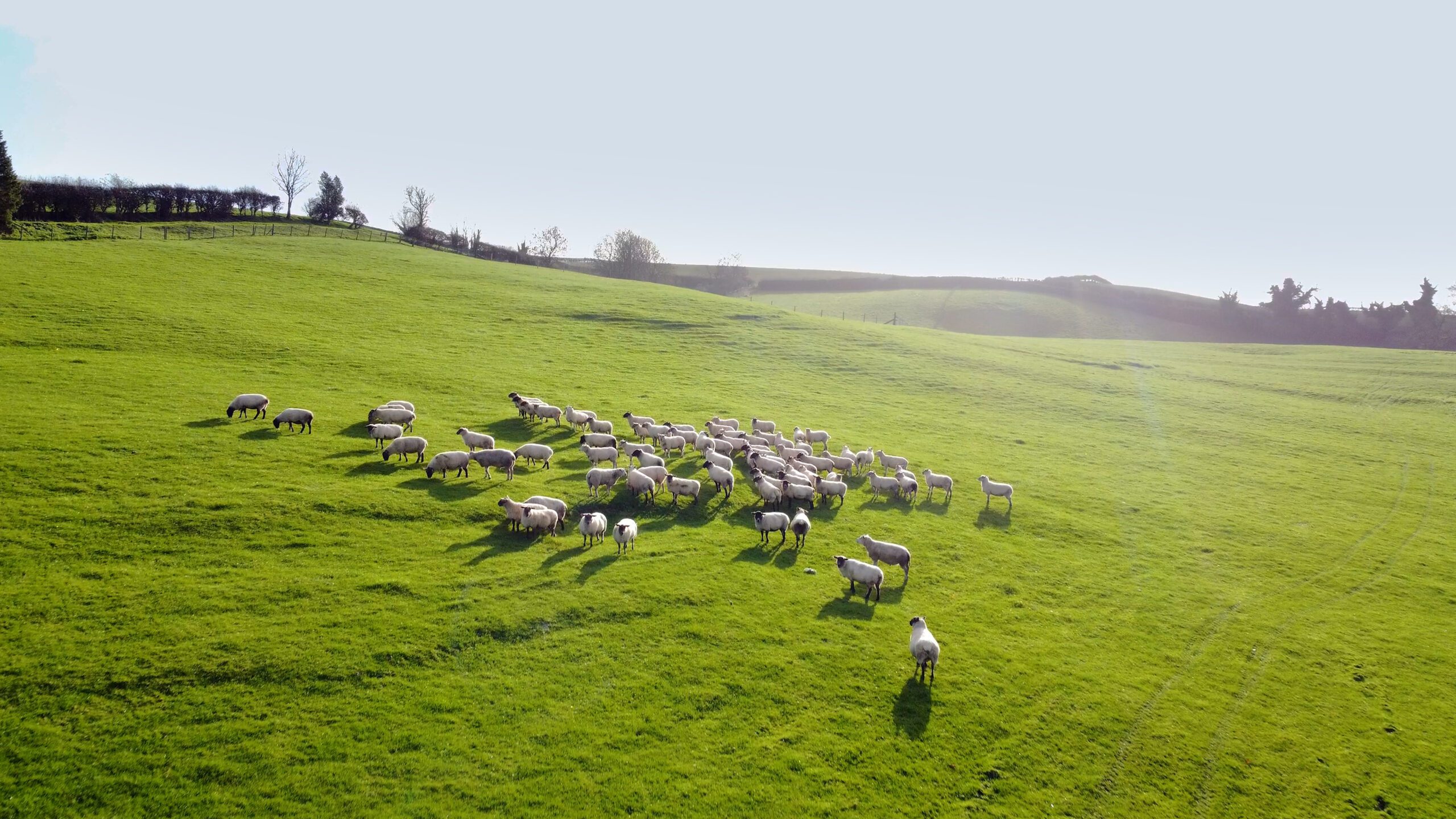 Large flock of sheep spread across a sunny green field on rolling hills.